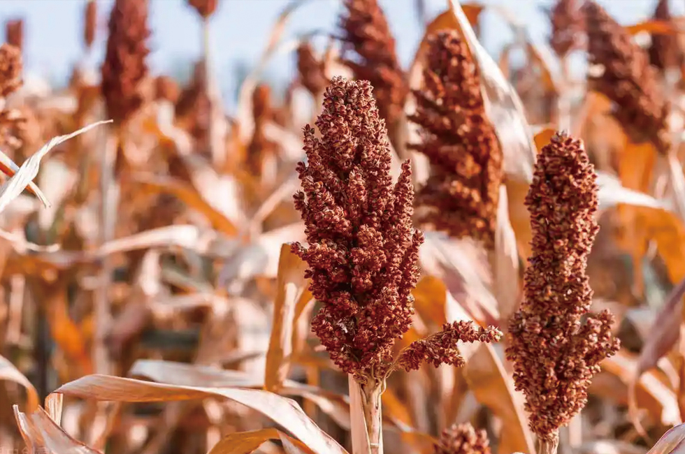 贵州习酒制作因素 粮